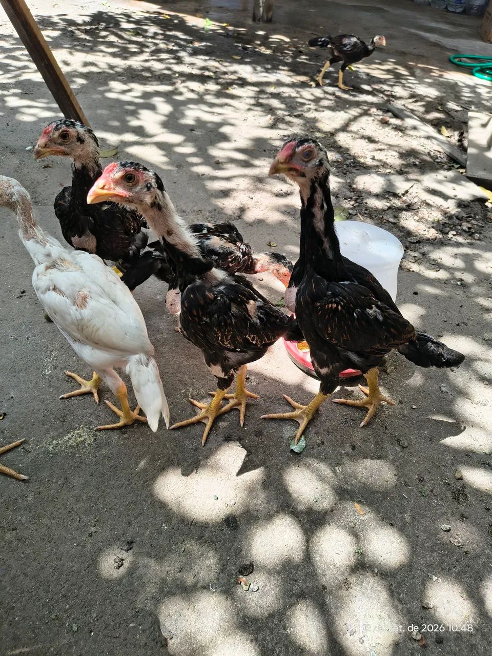 Galo e franguinhos  - Foto 2