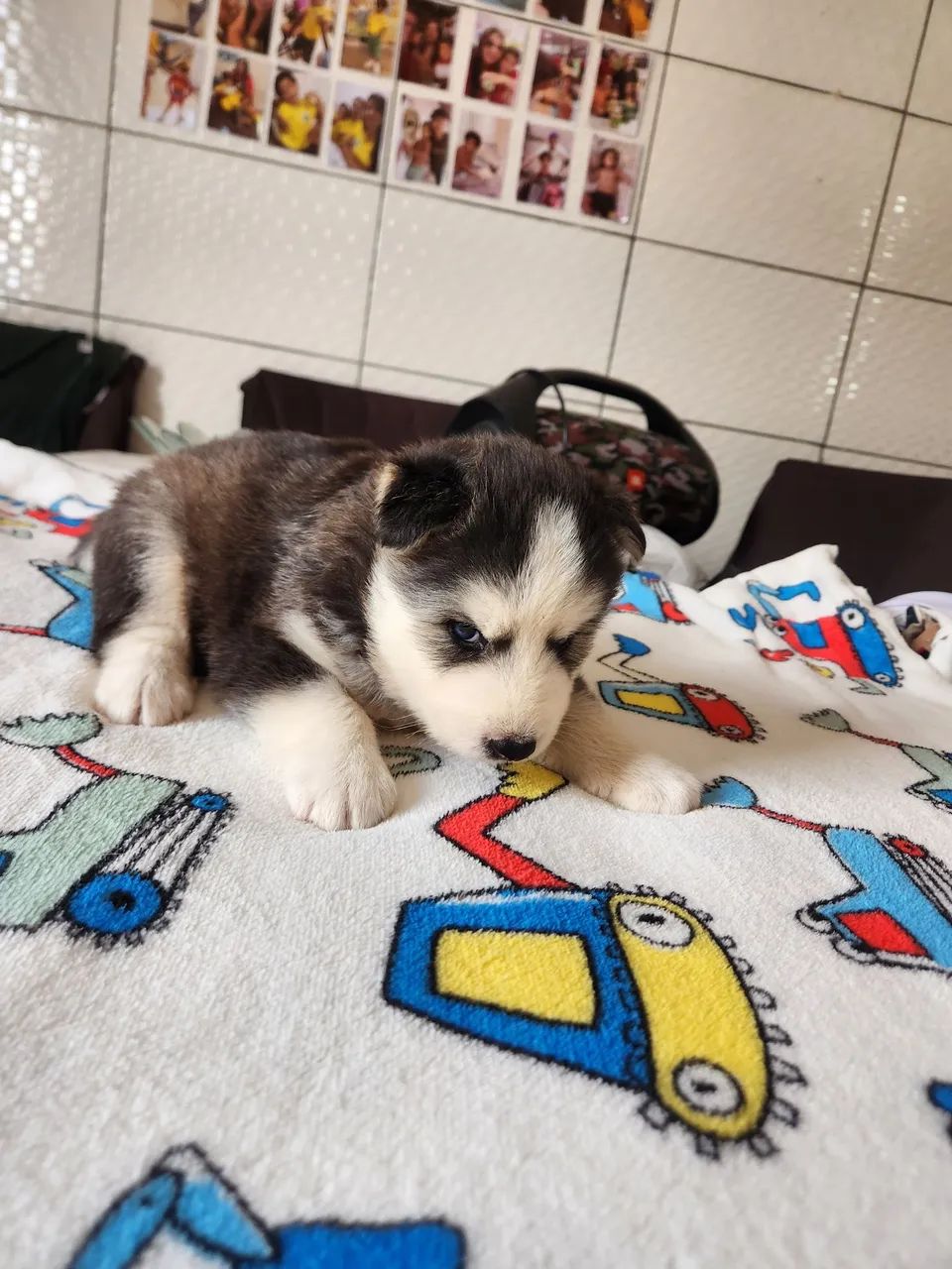 Husky siberiano puro! - Foto 3