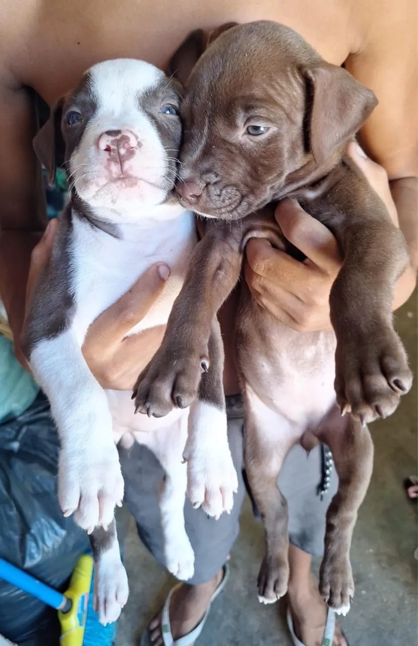Pitbull  - Foto 4