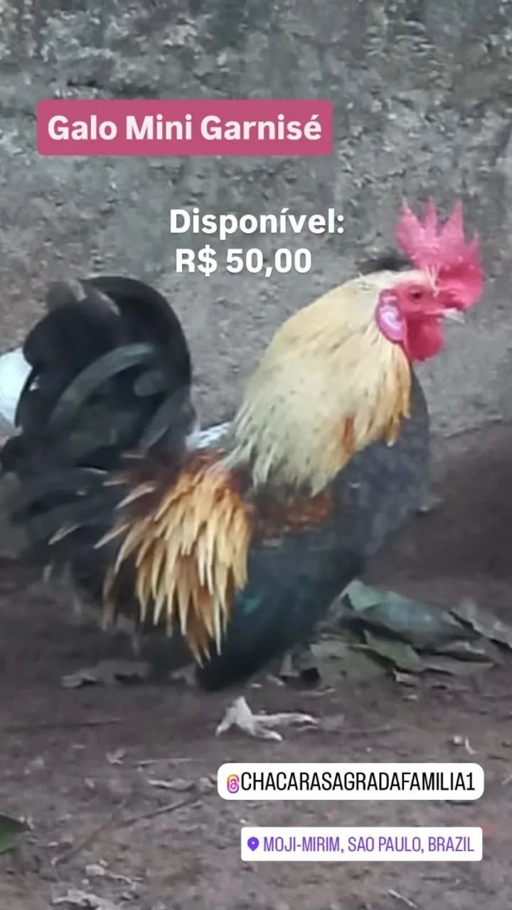 Galinho Mini Garnisé