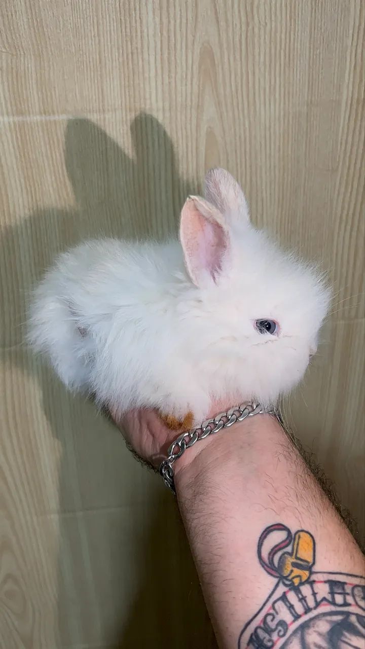 Mini coelhos - Foto 2
