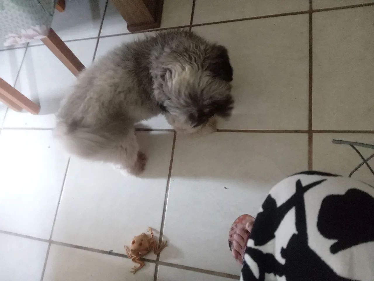 Vendo um cachorro - Foto 2