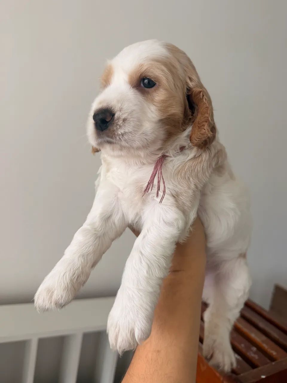 Canil Cocker Royale - Venda de filhotes de Cocker Spaniel Inglês  - Foto 2