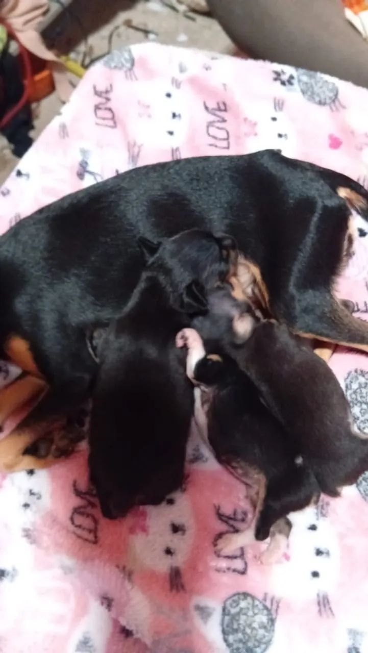 Cachorro pinche 01 - Foto 2