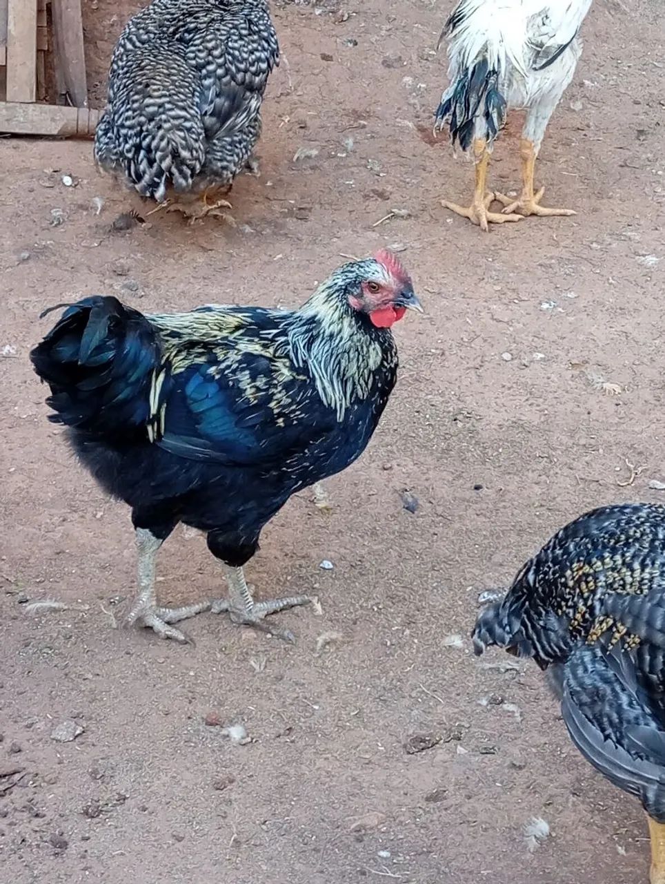 Frango canadense 