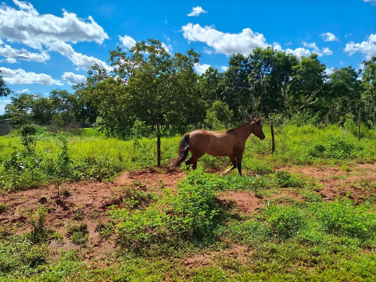 Cavalo Crioulo - Foto 3