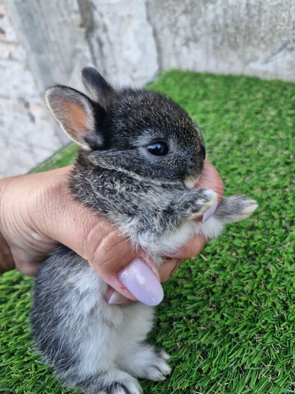 Mini coelhos disponíveis ? - Foto 4
