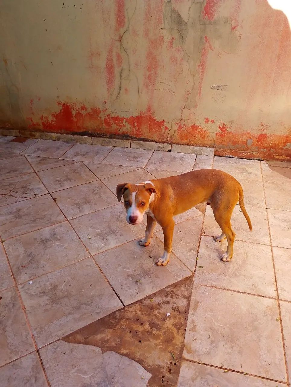 Vendo Pitbull de 6 meses 
