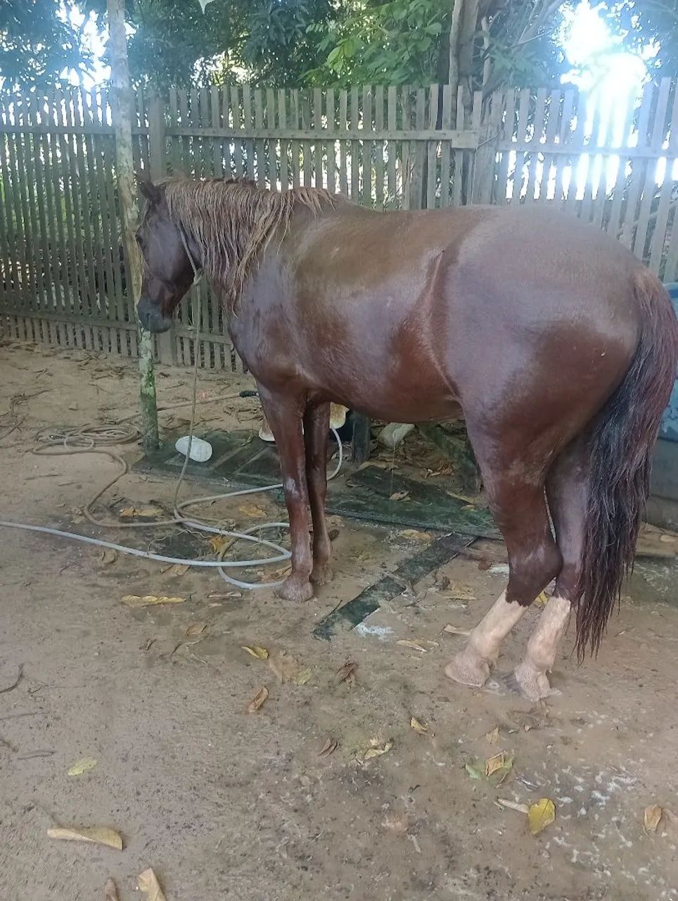 vendo alazão machado manso  - Foto 2
