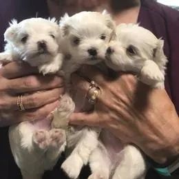 Maltês,Maltês Filhote Disponível Entrega Facilitada