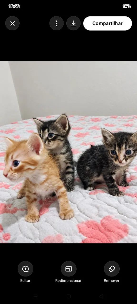 Gatinhos para adoção  - Foto 3