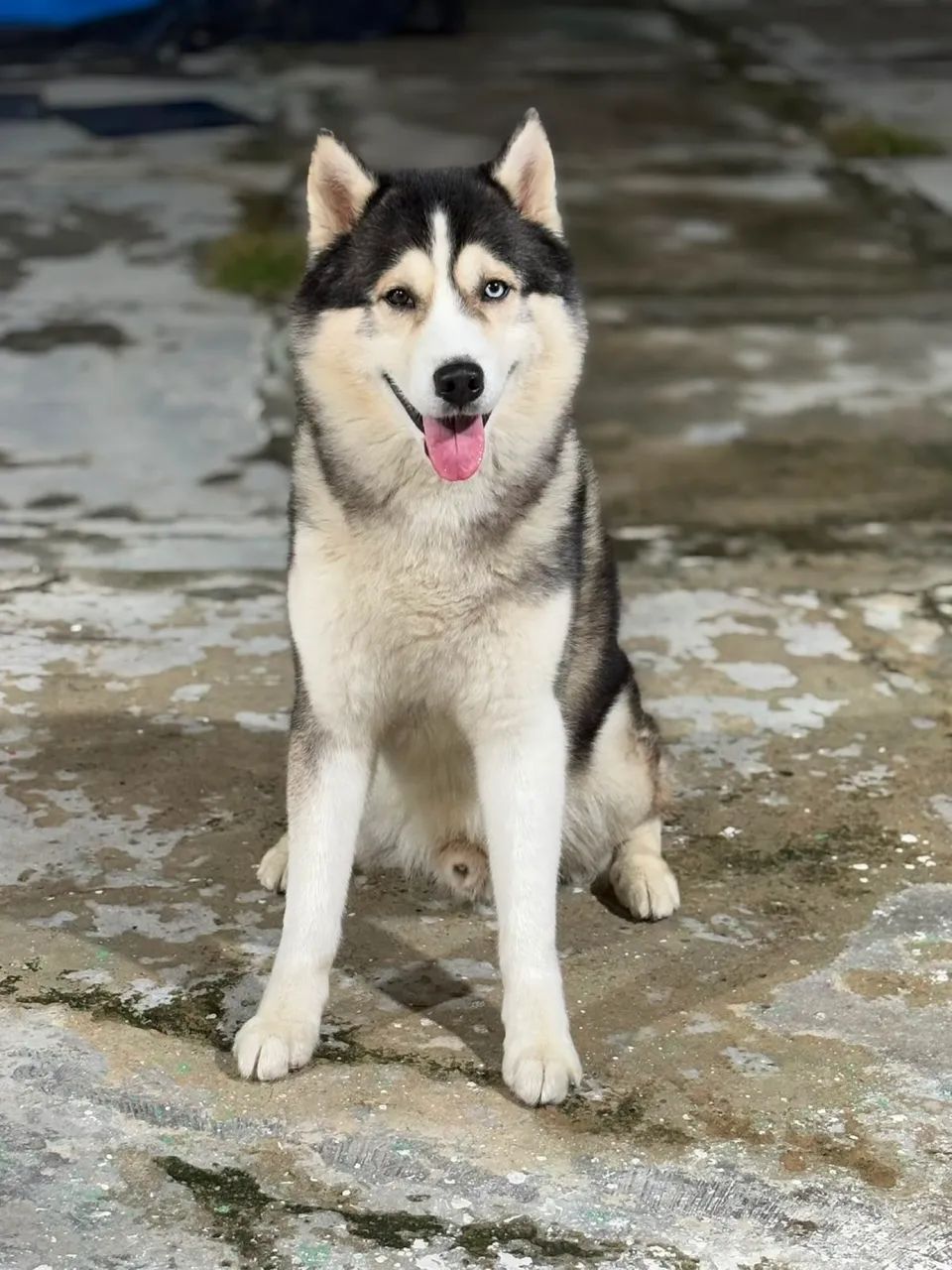 Husky siberiano para reserva - Foto 2