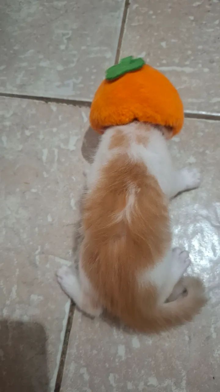 filhotes de gato. - Foto 5