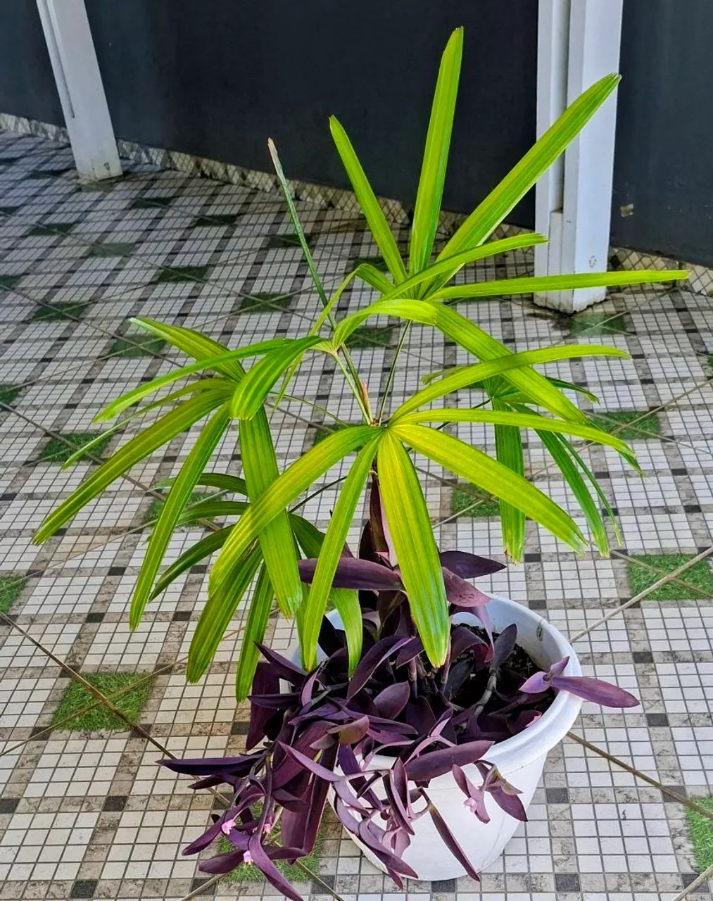 Vendo 