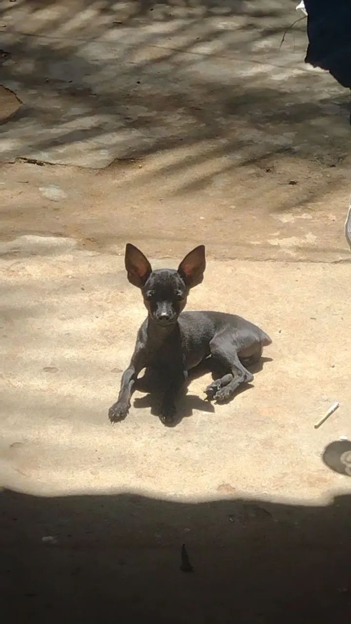 PINSHER ZERO MACHO