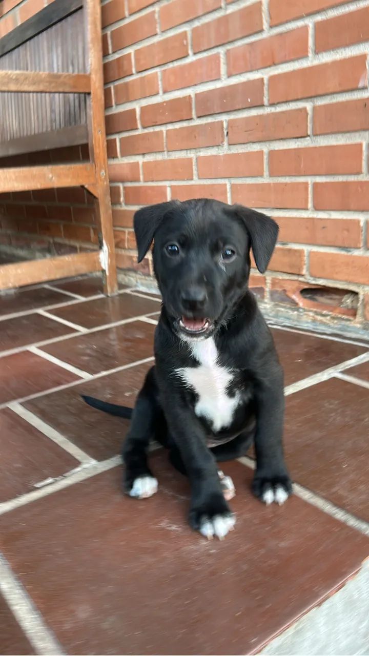 Doação cachorro 
