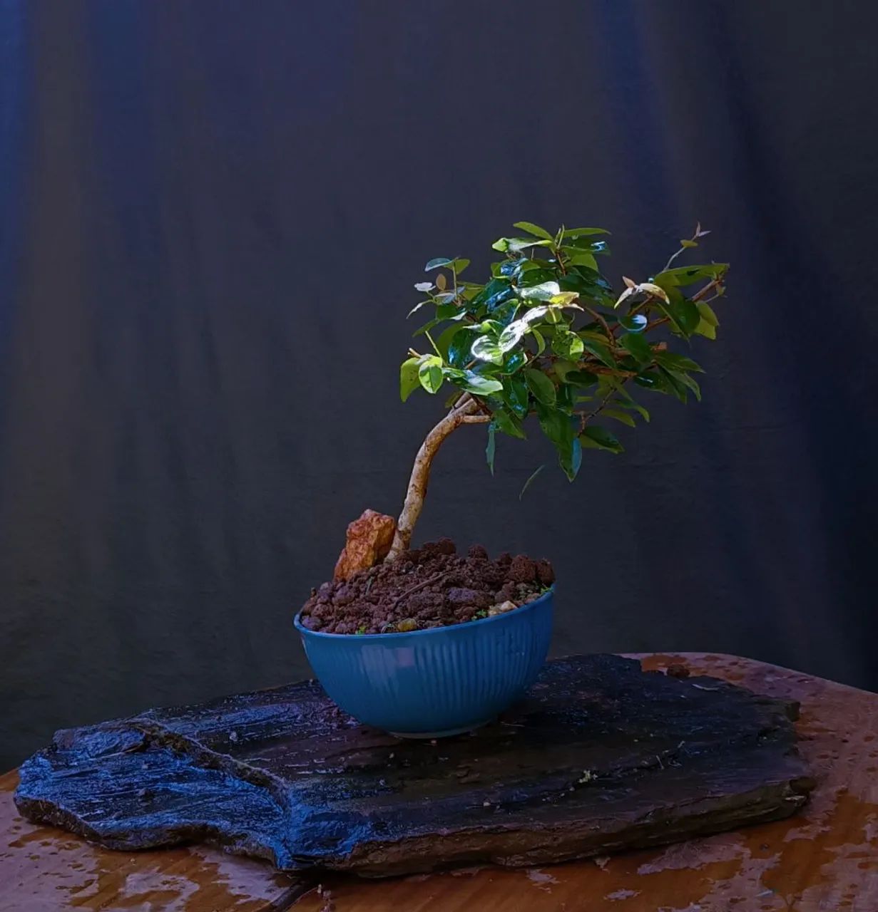 Bonsai pitanga  - Foto 2