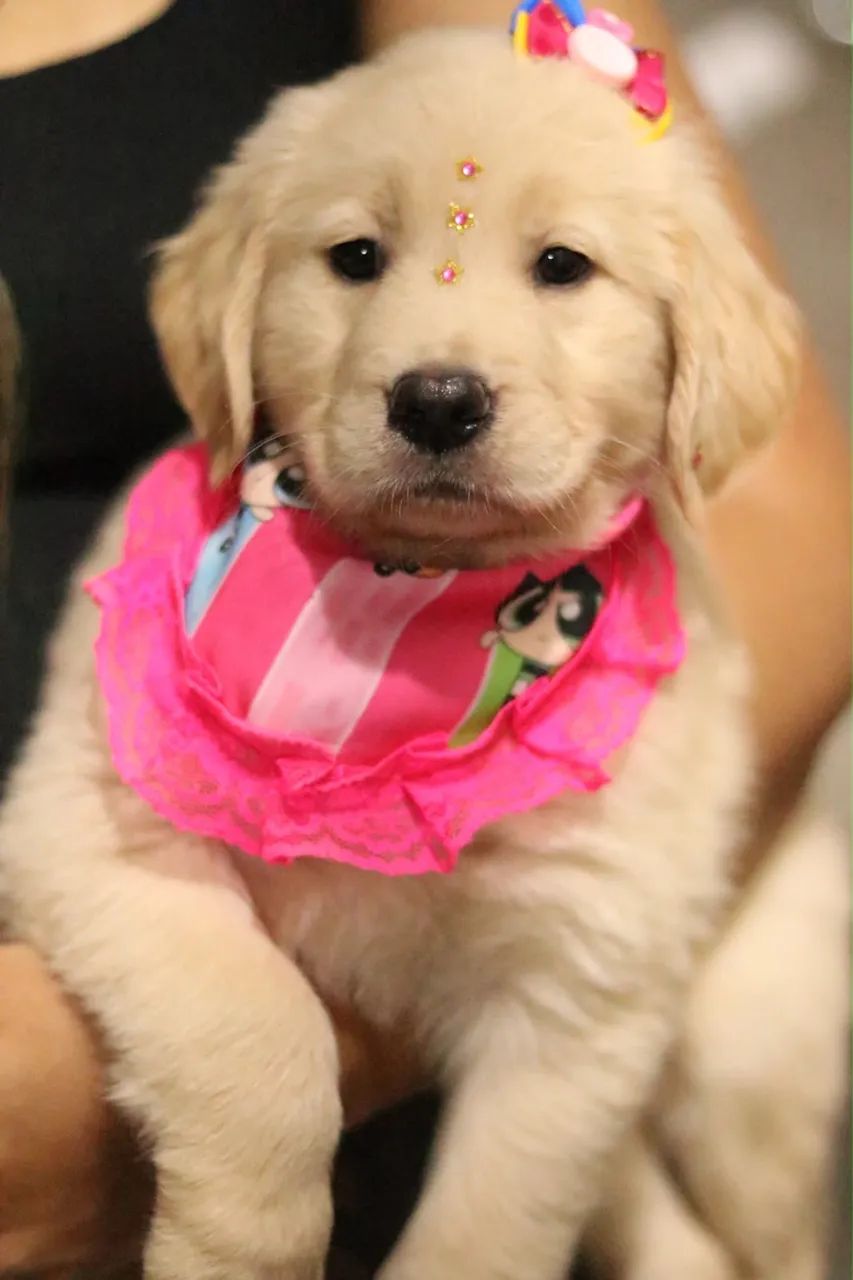 GOLDEN RETRIEVER PARCELAMOS  - Foto 3