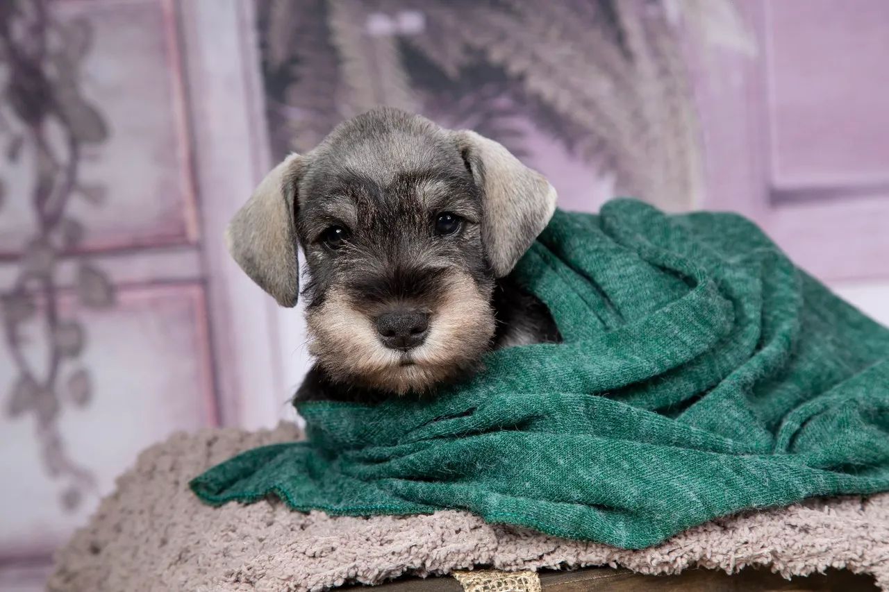 Schnauzer miniatura  - Foto 4