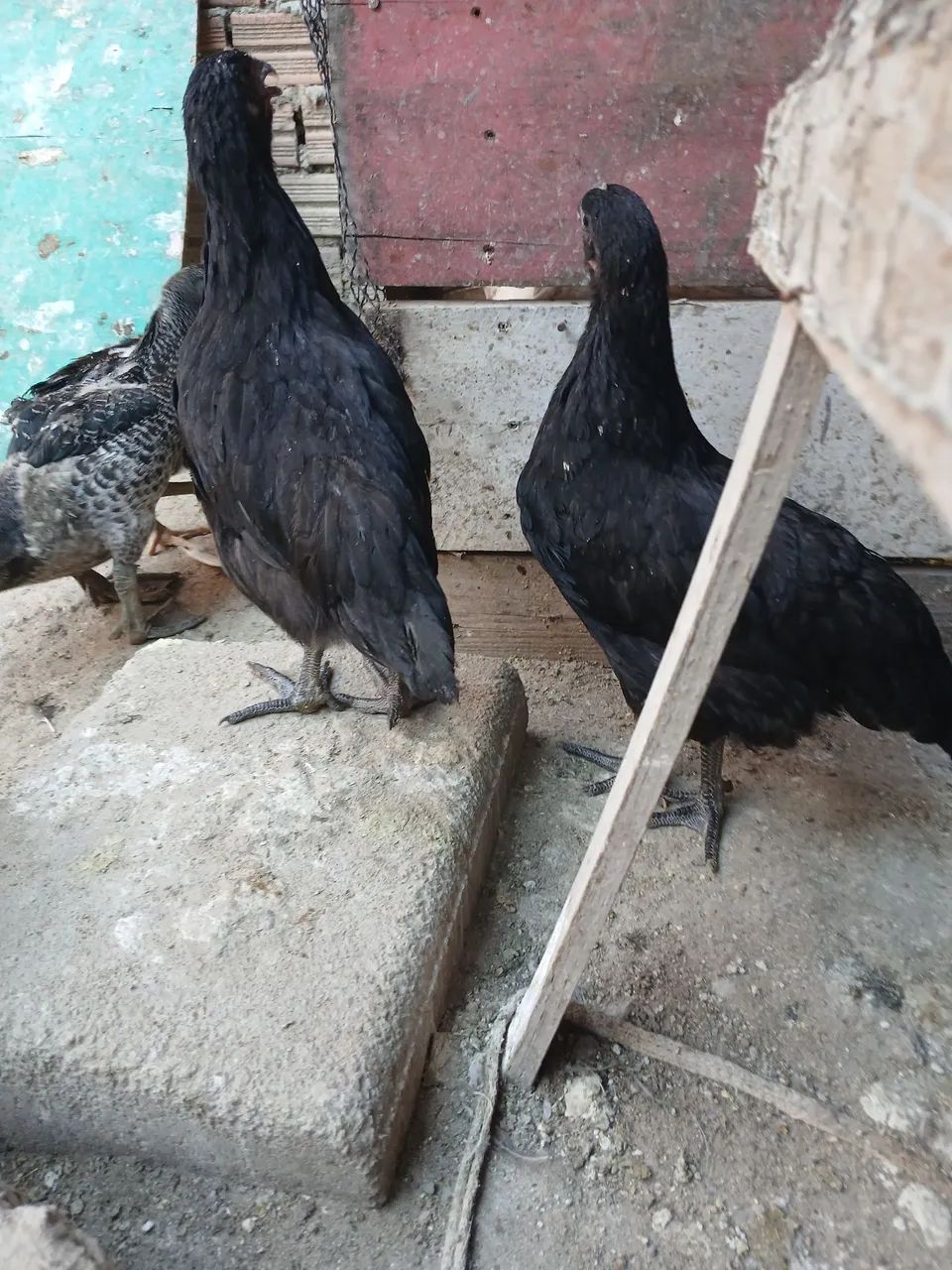 Frangas