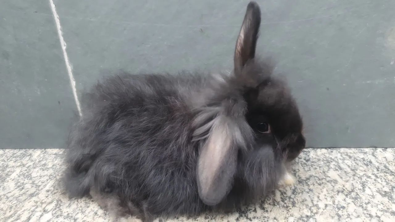 Porquinho da india - Foto 5