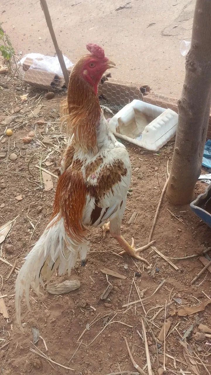Galo e galinhas indio