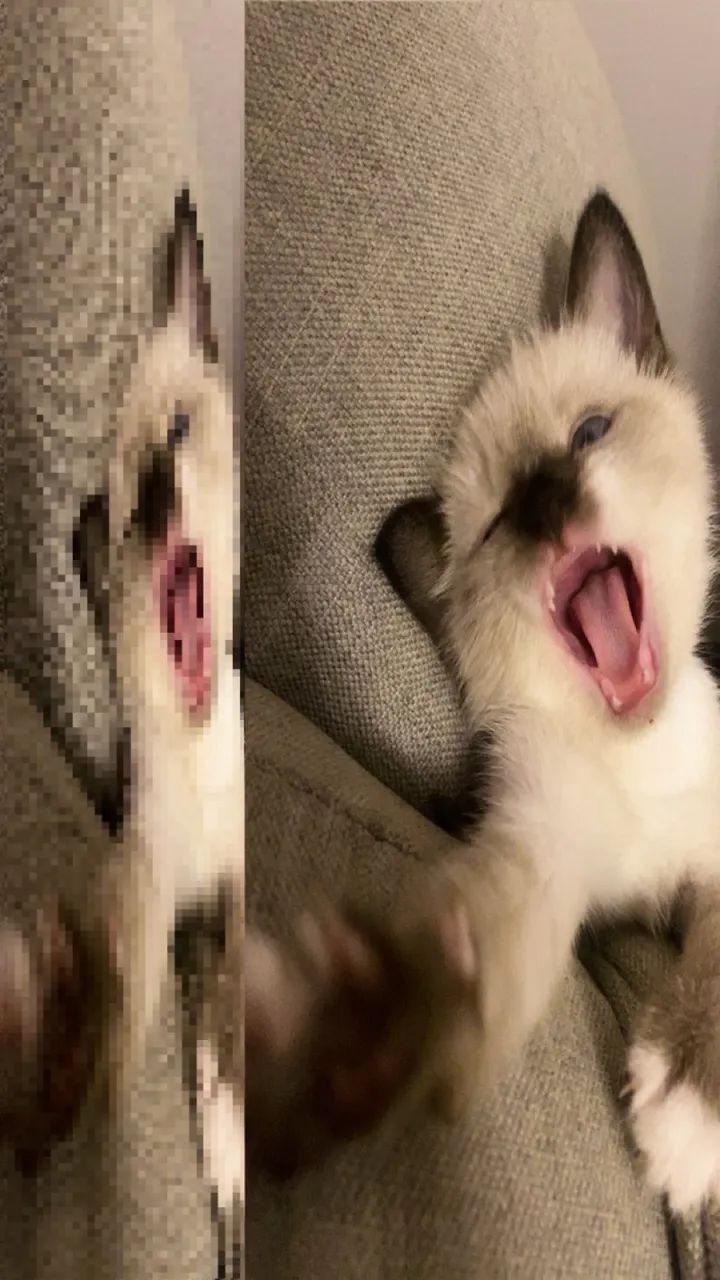 Gatinhos para doação  - Foto 5