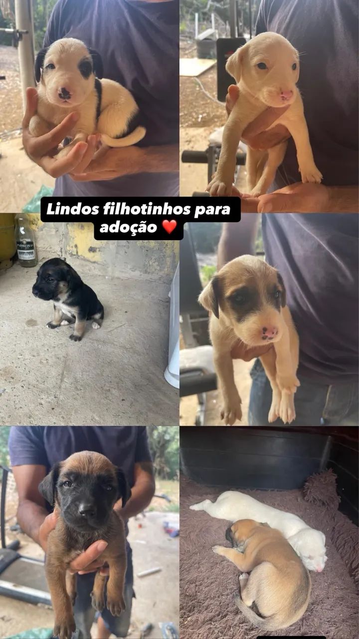Doação 