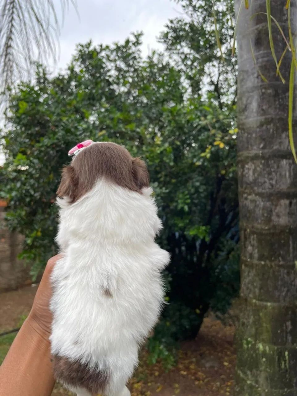 Shihtzu Micro de linhagem europeia branco e chocolate  - Foto 2