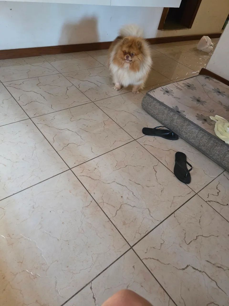 Vendo meu spitz alem ão  - Foto 2
