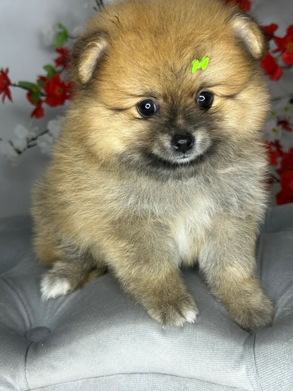 Spitz alemão macho  - Foto 4