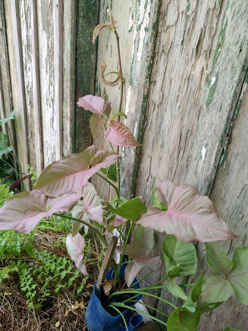 Plantas - Foto 5