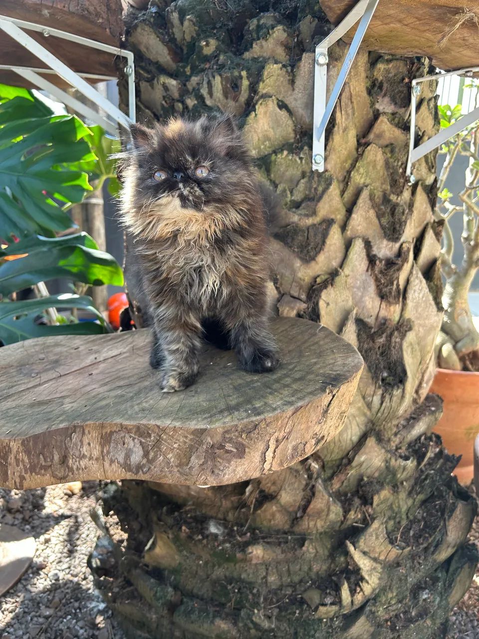 Gato persa  - Foto 3