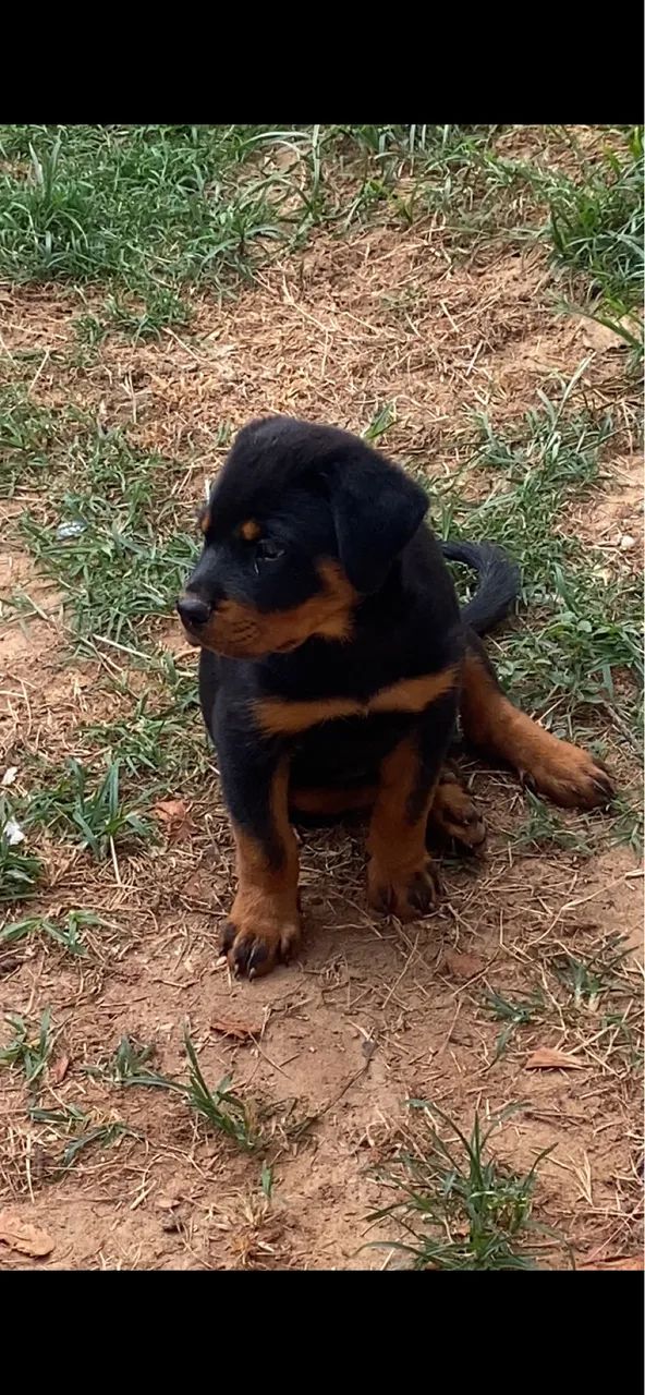 Filhote de Rottweiler  - Foto 3