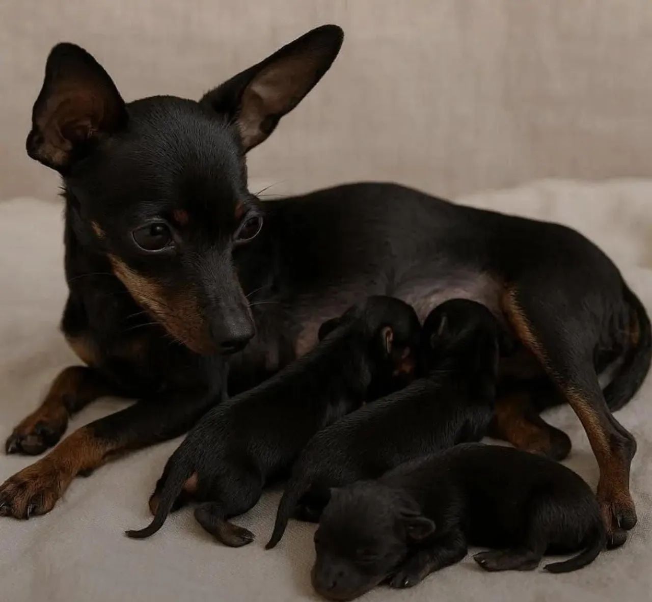 Cachorro  - Foto 2