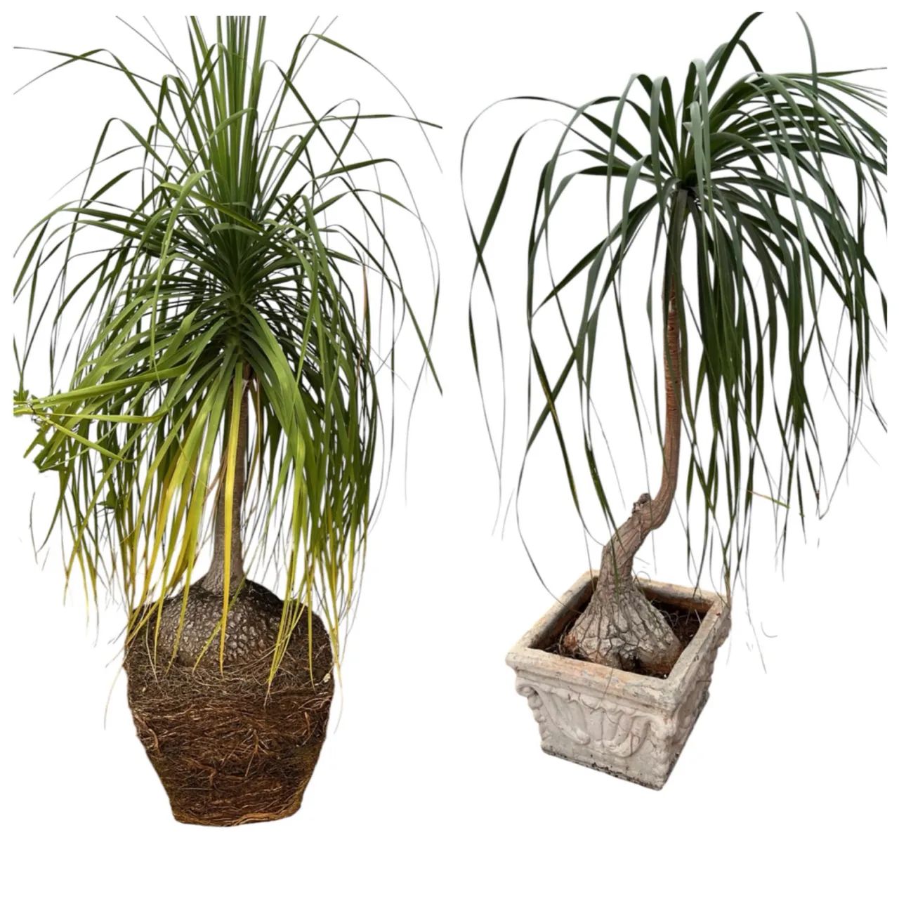 Vendo Par de Pata-de-Elefante Grandes e Adultas - Plantas Ornamentais