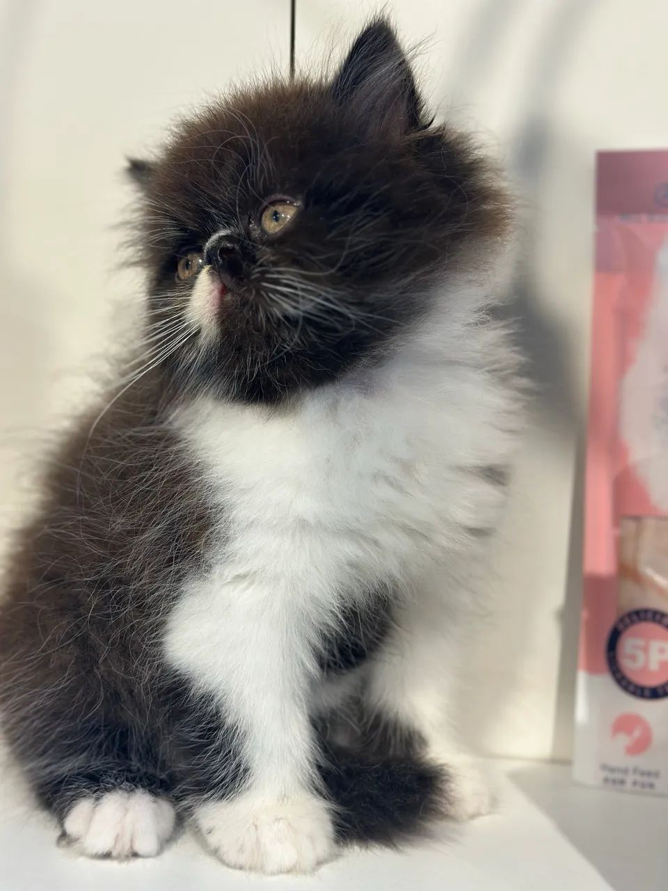 Lindos gatos - Foto 4