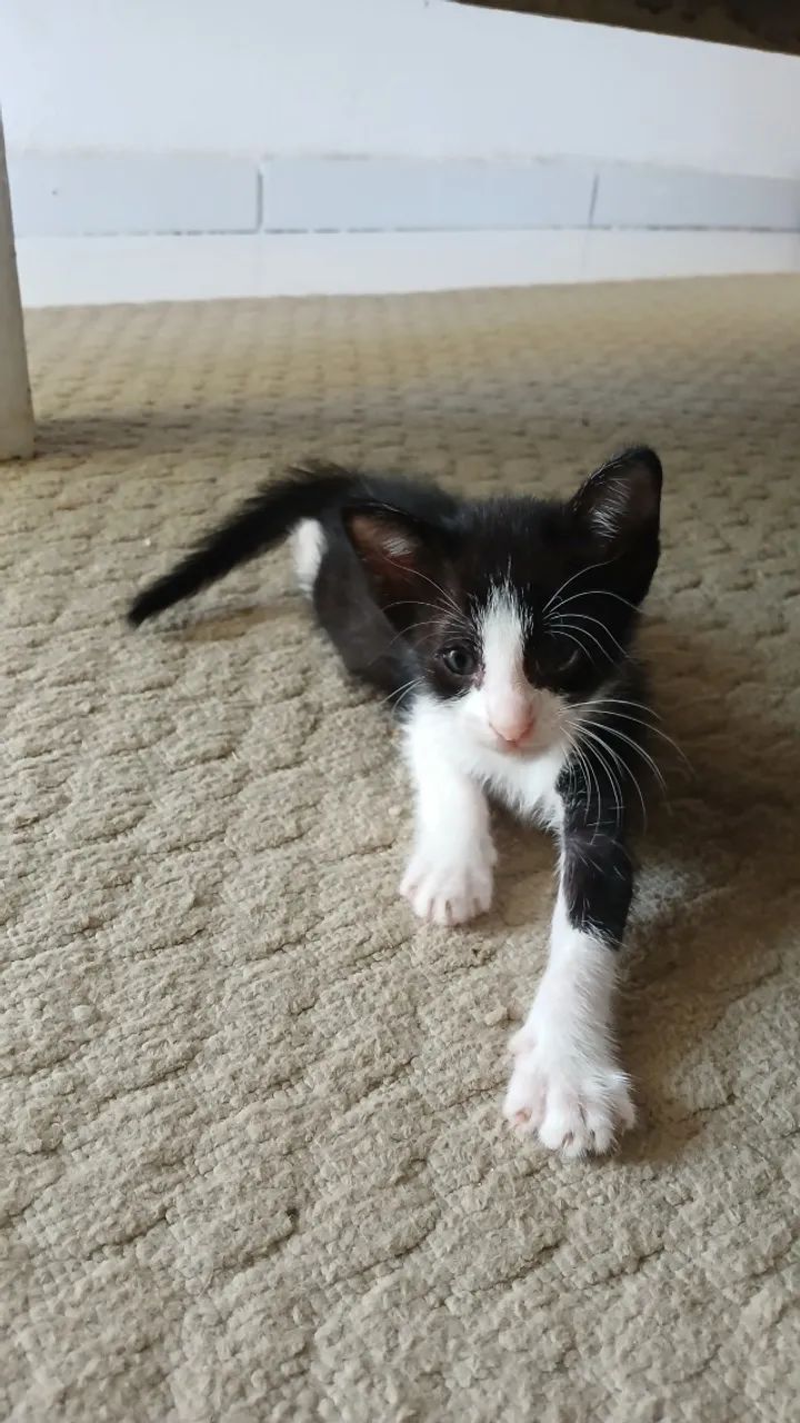 Gatinhos para doação 