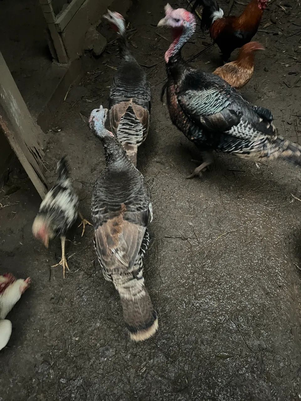 Perú - Foto 2
