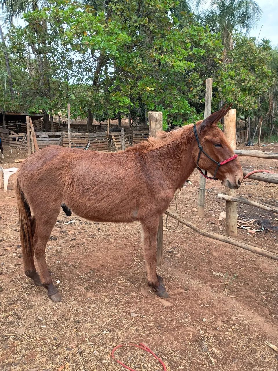 burro 