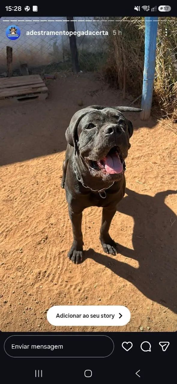 Cane Corso  - Foto 3