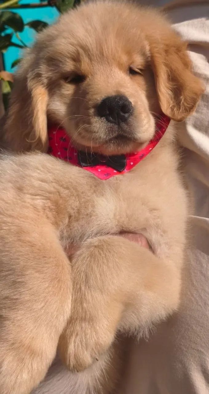 Fêmea Golden Retriever disponível 