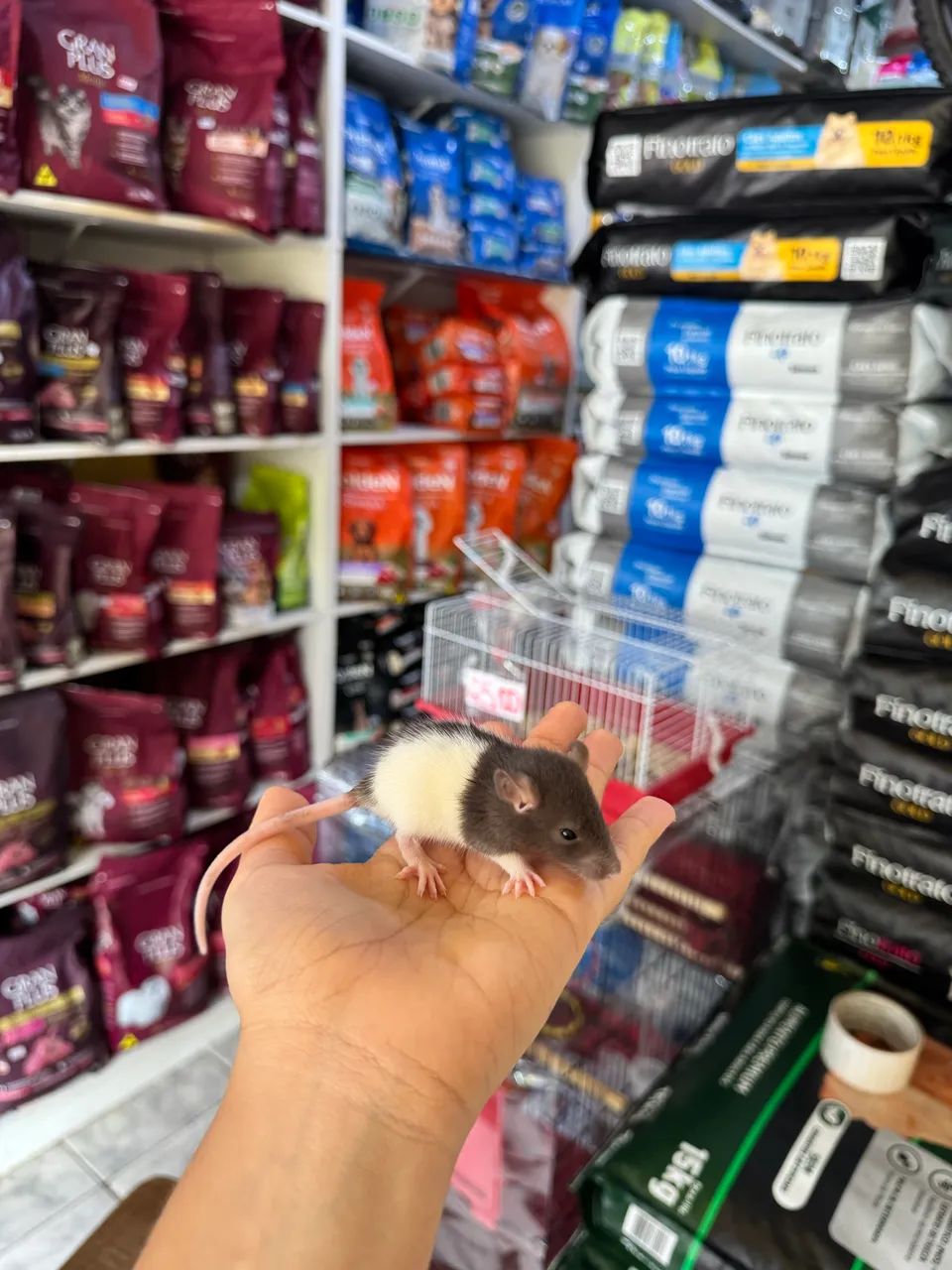 twister ratinho  - Foto 2