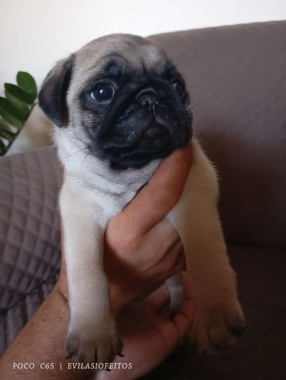 Pug filhote macho - Foto 4