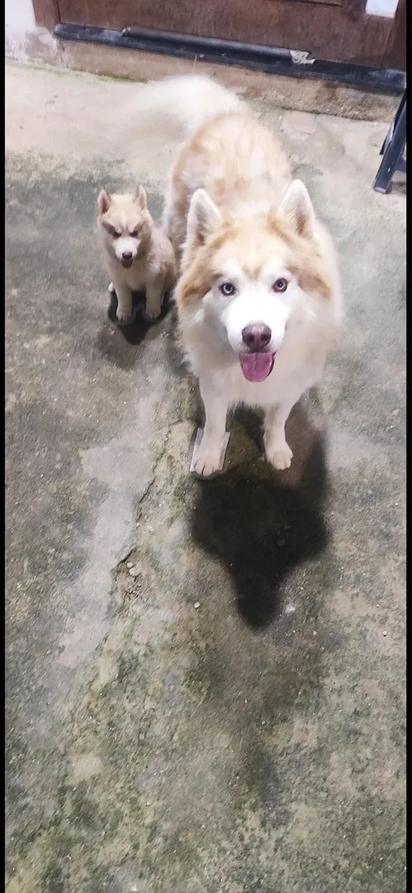 Filhotes de Husky Siberiano macho 45 dias - Foto 6