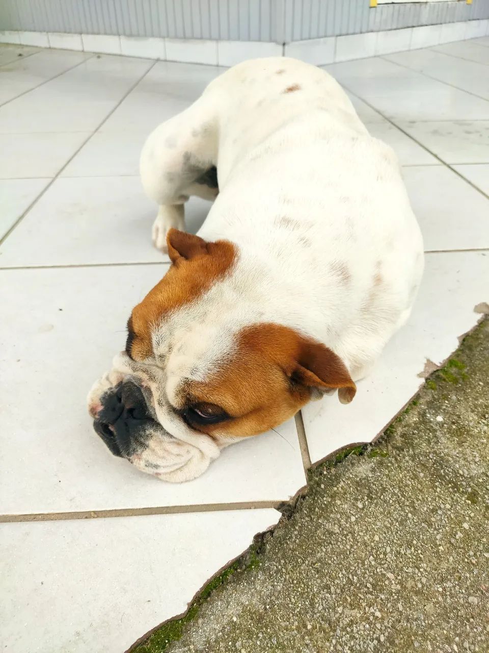 Procuro um namorado