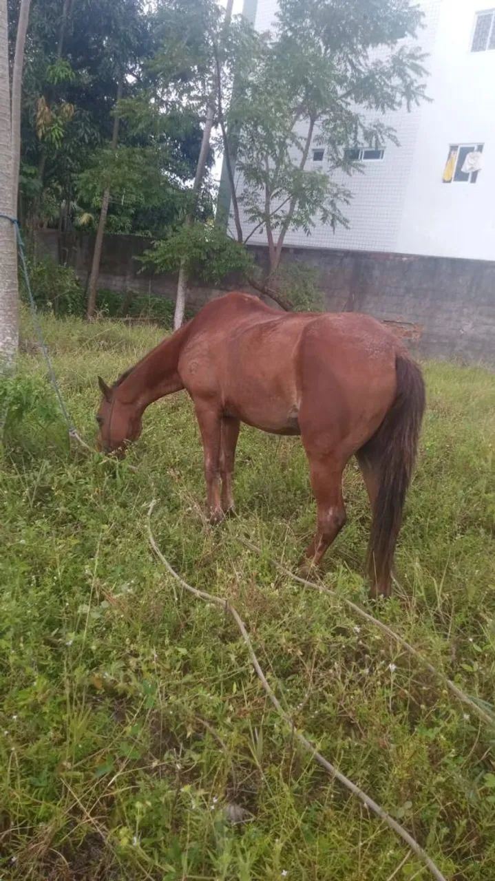 Cavalo de sela e carroça 