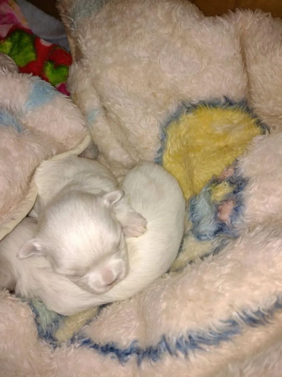 MALTÊS MICRO