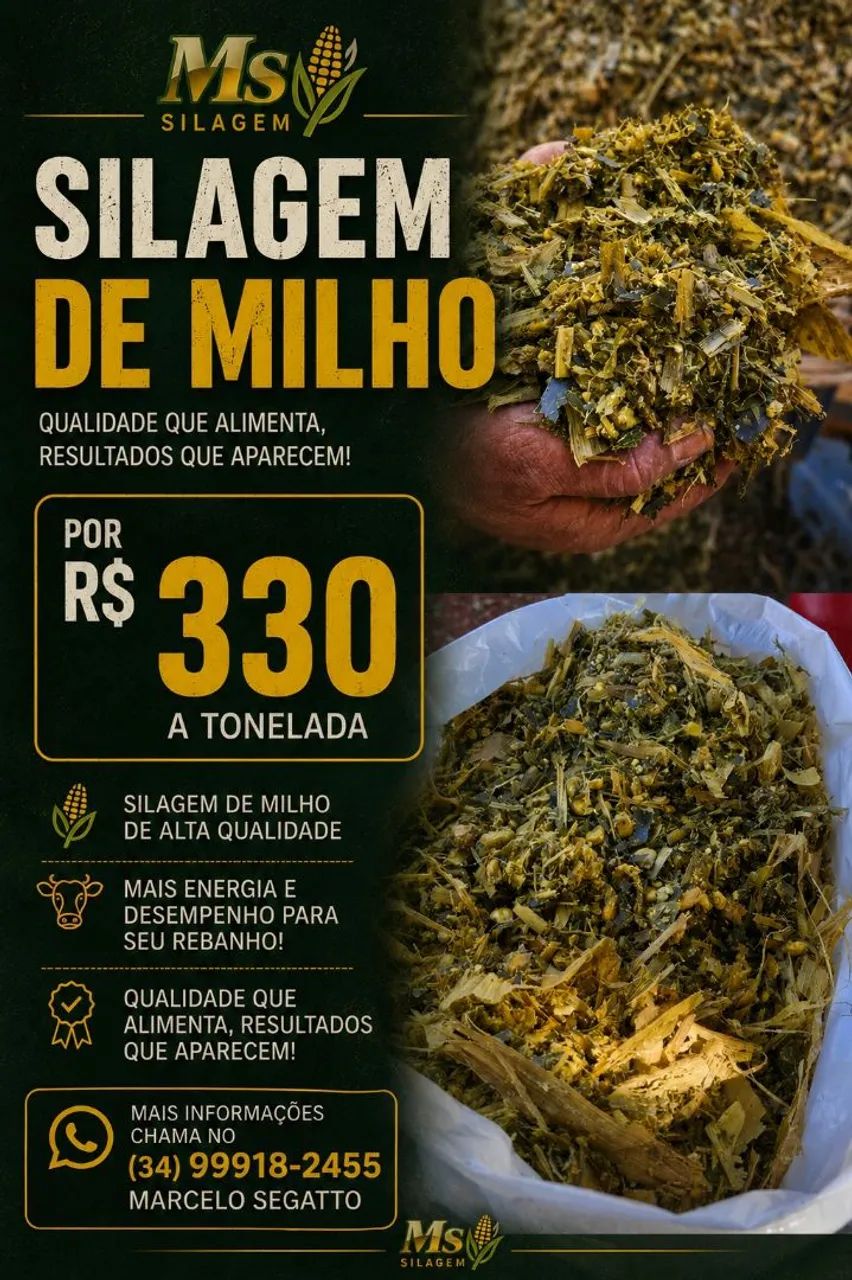 Silagem de milho  - Foto 3