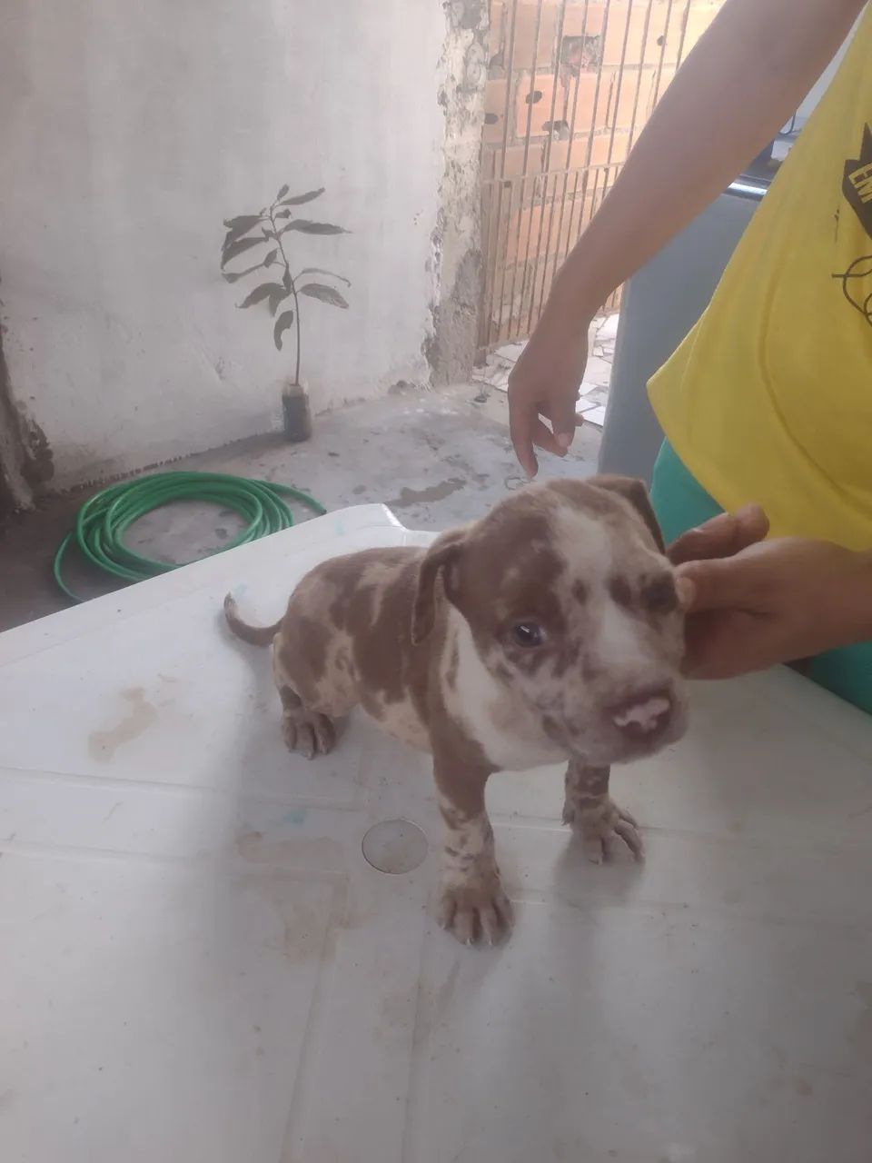 Vende-se  - Foto 3